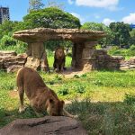 Makan Siang Ditemani Dua Singa di area pada Makunde Resto Solo Safari
