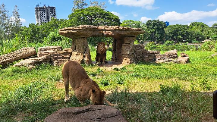 Makan Siang Ditemani Dua Singa di area pada Makunde Resto Solo Safari