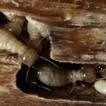 Jasa Anti Rayap Sebagai Solusi Perlindungan Rumah Modern