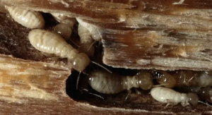 Jasa Anti Rayap Sebagai Solusi Perlindungan Rumah Modern